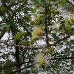 Albizia anthelmintica موطن