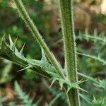 Echinops macrophyllus Corteza