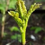 Zanthoxylum piperitum Leaf