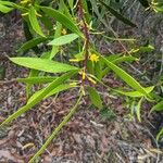 Persoonia levis叶