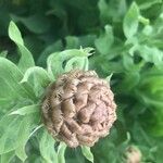 Centaurea macrocephala Otro