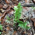 Lindsaea schomburgkii Leaf