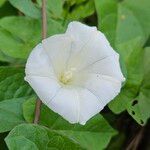 Calystegia sepium Цветок
