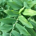 Polygonatum multiflorum Folio