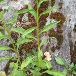 Solidago virgaurea Folha