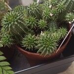 Euphorbia susannae Feuille