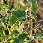 Solanum tettense Fulla