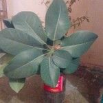 Schefflera spp. Leaf