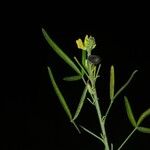 Crotalaria goreensis Fruit