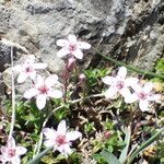 Arenaria purpurascens 整株植物