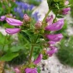 Penstemon serrulatus Flower