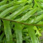 Drynaria sparsisora Leaf
