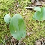 Maianthemum canadense Leaf