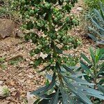 Euphorbia characias Frunză