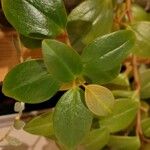 Peperomia glabella Levél