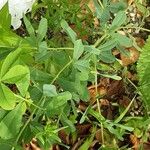 Baptisia australis Habit