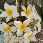 Plumeria rubraКветка