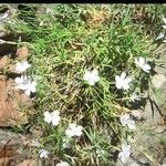 Dianthus gyspergerae फूल