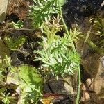 Utricularia vulgaris Likasa