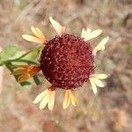 Gaillardia aestivalis Flower