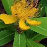 Hypericum japonicum Λουλούδι