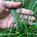 Carex flacca Fuelha