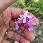 Saponaria caespitosa Fiore