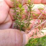 Erica scopariaList