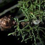 Cupressus goveniana Fruit