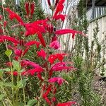 Salvia elegansBlomst