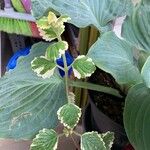 Teucrium flavum Blatt