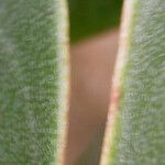 Cornus capitata Leaf