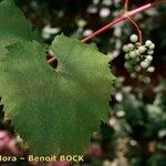 Vitis riparia x Vitis rupestris Leaf