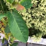 Quercus glauca Leaf