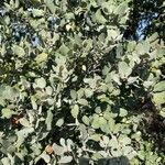 Quercus rotundifolia Leaf