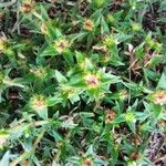Richardia stellaris 花