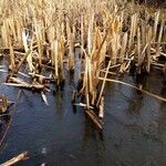 Typha latifolia Habitatea