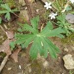 Delphinium tricorne পাতা