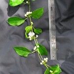 Mendoncia brenesii Other