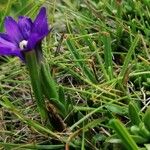 Gentiana pyrenaica Habitat