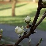 Prunus domestica Žiedas