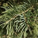 Abies concolor Лист