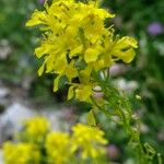 Sisymbrium austriacum Flower