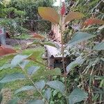 Eucalyptus robusta Lehti