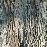 Quercus kelloggii Bark