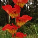 Gladiolus dalenii Floare