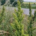 Rumex longifoliusBlüte