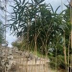 Pseudosasa japonica ഇല