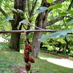 Alnus alnobetula Owoc