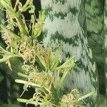 Sansevieria trifasciata फूल